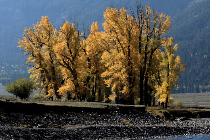 Autumn in the Lamar Valley