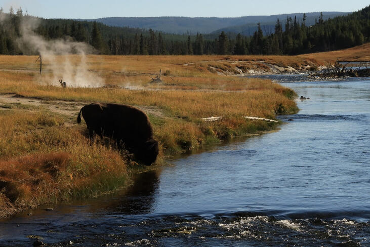 Bison at the Firehole River